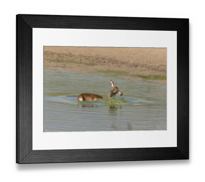 Framed Print : Red Deer (Cervus elaphus) calf, bathing in wallow, Minsmere RSPB Reserve, Suffolk, England, October Framed Print : Red Deer (Cervus elaphus) calf, bathing in wallow, Minsmere RSPB Reserve, Suffolk, England, October