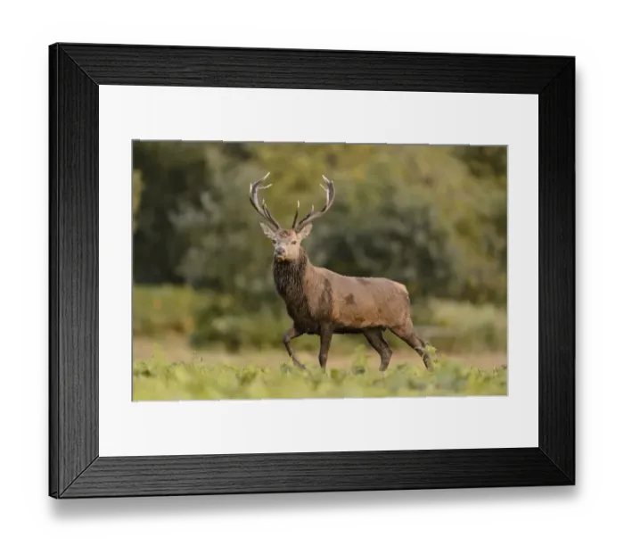 Framed Print : Red Deer (Cervus elaphus) mature stag, walking, during rutting season, Bradgate Park, Leicestershire, England, October Framed Print : Red Deer (Cervus elaphus) mature stag, walking, during rutting season, Bradgate Park, Leicestershire, England, October