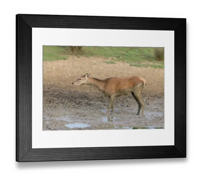 Framed Print : Red Deer (Cervus elaphus) hind, shaking off mud from body, standing in wallow, Minsmere RSPB Reserve, Suffolk, England Framed Print : Red Deer (Cervus elaphus) hind, shaking off mud from body, standing in wallow, Minsmere RSPB Reserve, Suffolk, England