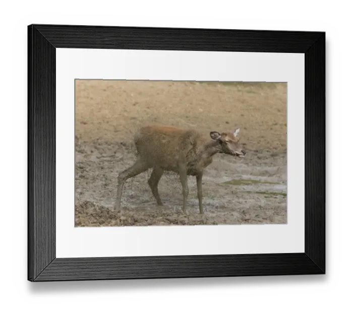 Framed Print : Red Deer (Cervus elaphus) hind, shaking off mud from body, standing in wallow, Minsmere RSPB Reserve, Suffolk, England Framed Print : Red Deer (Cervus elaphus) hind, shaking off mud from body, standing in wallow, Minsmere RSPB Reserve, Suffolk, England