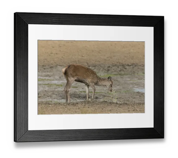 Framed Print : Red Deer (Cervus elaphus) calf, kicking in mud wallow, Minsmere RSPB Reserve, Suffolk, England, October Framed Print : Red Deer (Cervus elaphus) calf, kicking in mud wallow, Minsmere RSPB Reserve, Suffolk, England, October