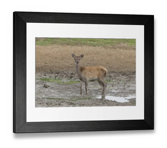 Framed Print : Red Deer (Cervus elaphus) calf, standing in wallow, Minsmere RSPB Reserve, Suffolk, England, October Framed Print : Red Deer (Cervus elaphus) calf, standing in wallow, Minsmere RSPB Reserve, Suffolk, England, October