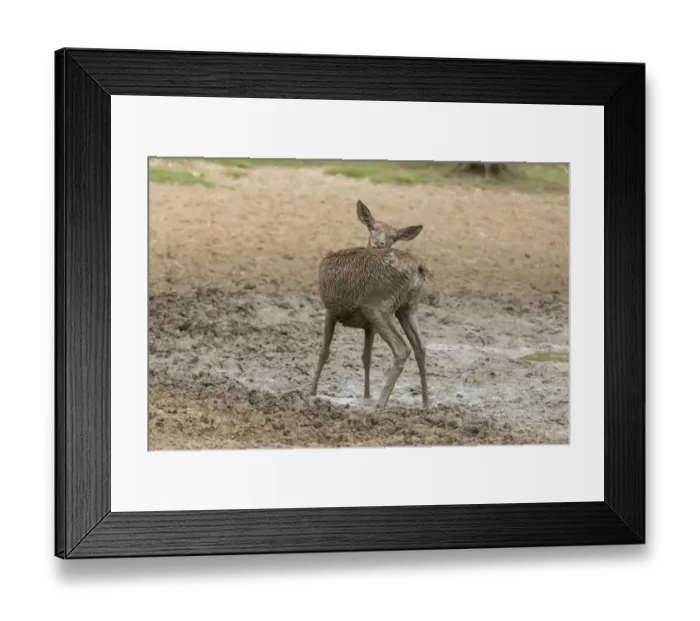 Framed Print : Red Deer (Cervus elaphus) hind, rubbing back with chin, covered in mud, standing in wallow, Minsmere RSPB Reserve Framed Print : Red Deer (Cervus elaphus) hind, rubbing back with chin, covered in mud, standing in wallow, Minsmere RSPB Reserve