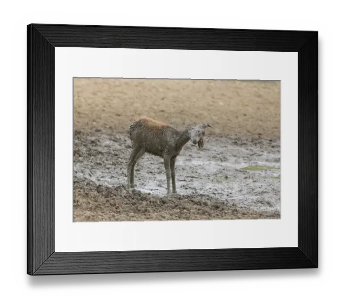 Framed Print : Red Deer (Cervus elaphus) calf, shaking mud from body after wallowing, Minsmere RSPB Reserve, Suffolk, England, October Framed Print : Red Deer (Cervus elaphus) calf, shaking mud from body after wallowing, Minsmere RSPB Reserve, Suffolk, England, October
