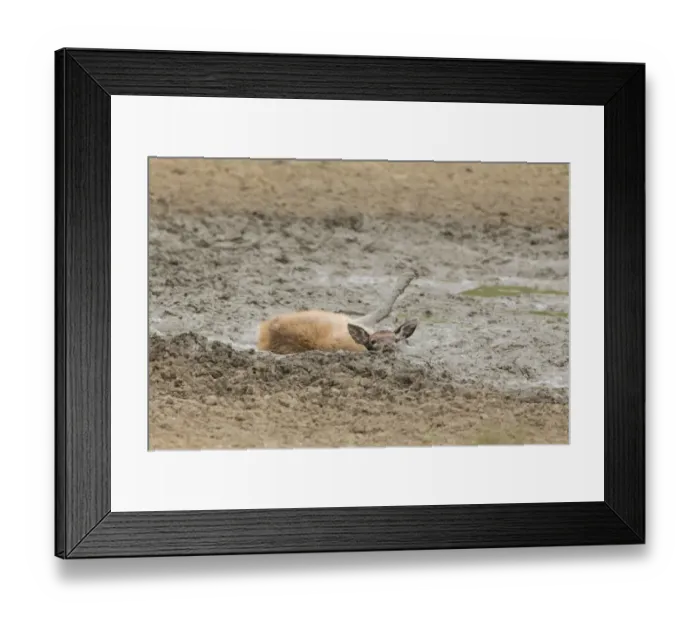 Framed Print : Red Deer (Cervus elaphus) calf, wallowing in mud, Minsmere RSPB Reserve, Suffolk, England, October Framed Print : Red Deer (Cervus elaphus) calf, wallowing in mud, Minsmere RSPB Reserve, Suffolk, England, October