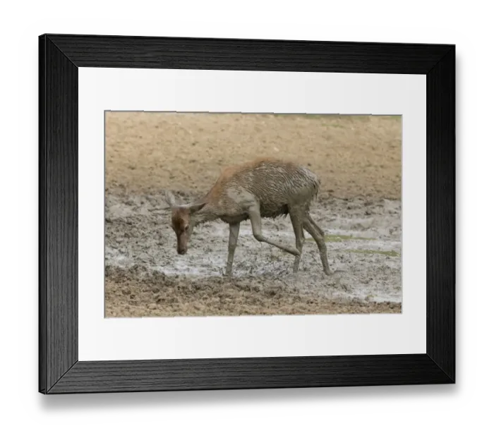 Framed Print : Red Deer (Cervus elaphus) hind, kicking mud with front foot, standing in wallow, Minsmere RSPB Reserve, Suffolk Framed Print : Red Deer (Cervus elaphus) hind, kicking mud with front foot, standing in wallow, Minsmere RSPB Reserve, Suffolk