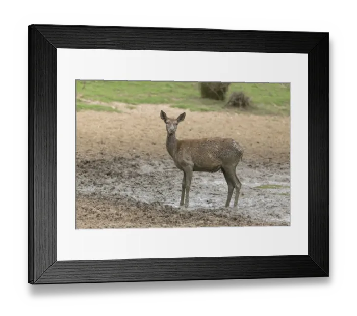 Framed Print : Red Deer (Cervus elaphus) hind, covered in mud, standing in wallow, Minsmere RSPB Reserve, Suffolk, England, October Framed Print : Red Deer (Cervus elaphus) hind, covered in mud, standing in wallow, Minsmere RSPB Reserve, Suffolk, England, October