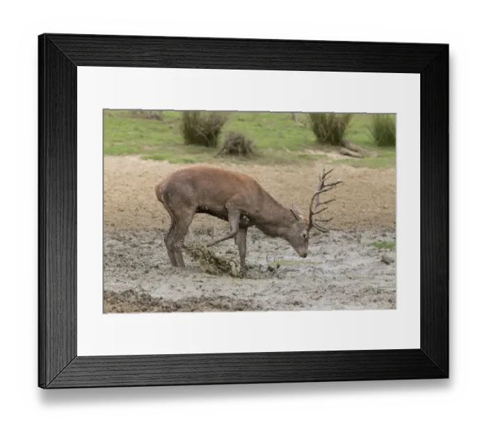 Framed Print : Red Deer (Cervus elaphus) mature stag, kicking mud in wallow, during rutting season, Minsmere RSPB Reserve, Suffolk