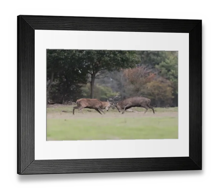 Framed Print : Red Deer (Cervus elaphus) two mature stags, fighting at woodland edge, during rutting season, Minsmere RSPB Reserve Framed Print : Red Deer (Cervus elaphus) two mature stags, fighting at woodland edge, during rutting season, Minsmere RSPB Reserve