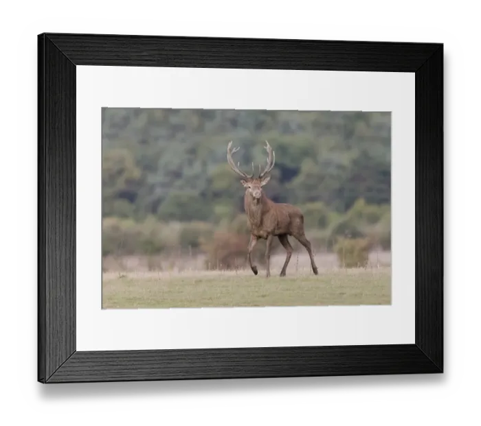 Framed Print : Red Deer (Cervus elaphus) mature stag, walking on grass at woodland edge, during rutting season, Minsmere RSPB Reserve Framed Print : Red Deer (Cervus elaphus) mature stag, walking on grass at woodland edge, during rutting season, Minsmere RSPB Reserve