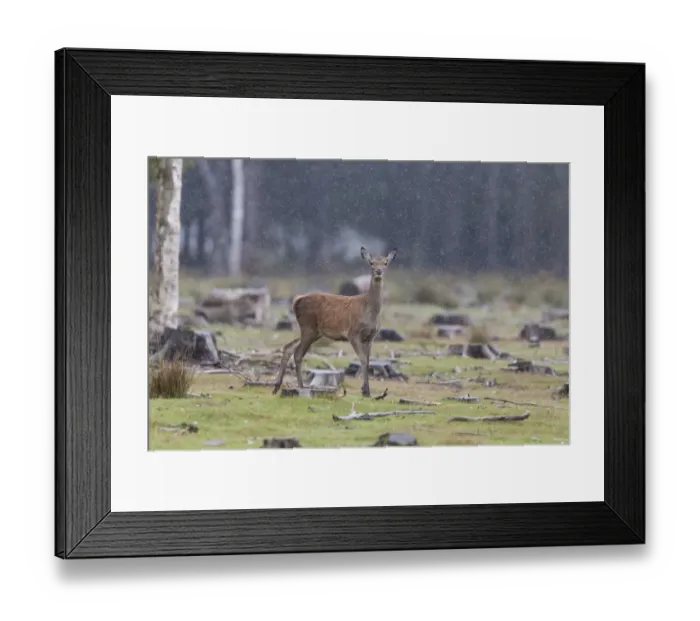 Framed Print : Red Deer (Cervus elaphus) hind, standing in woodland clearing during rainfall, Minsmere RSPB Reserve, Suffolk, England