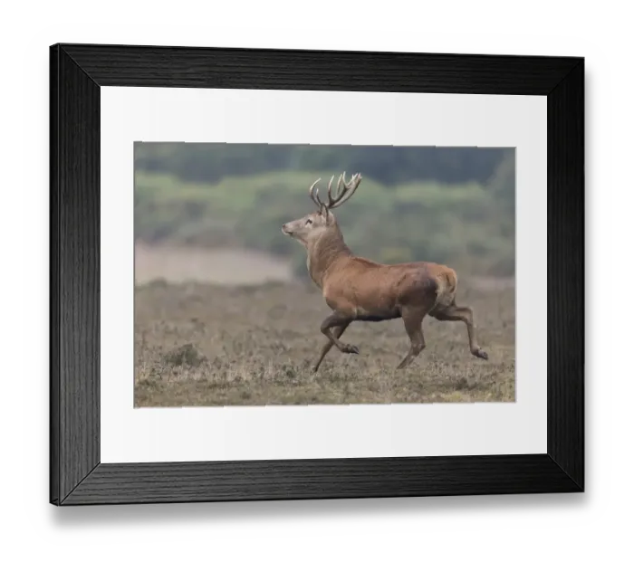 Framed Print : Red Deer (Cervus elaphus) mature stag, running on heathland, during rutting season, Minsmere RSPB Reserve, Suffolk Framed Print : Red Deer (Cervus elaphus) mature stag, running on heathland, during rutting season, Minsmere RSPB Reserve, Suffolk