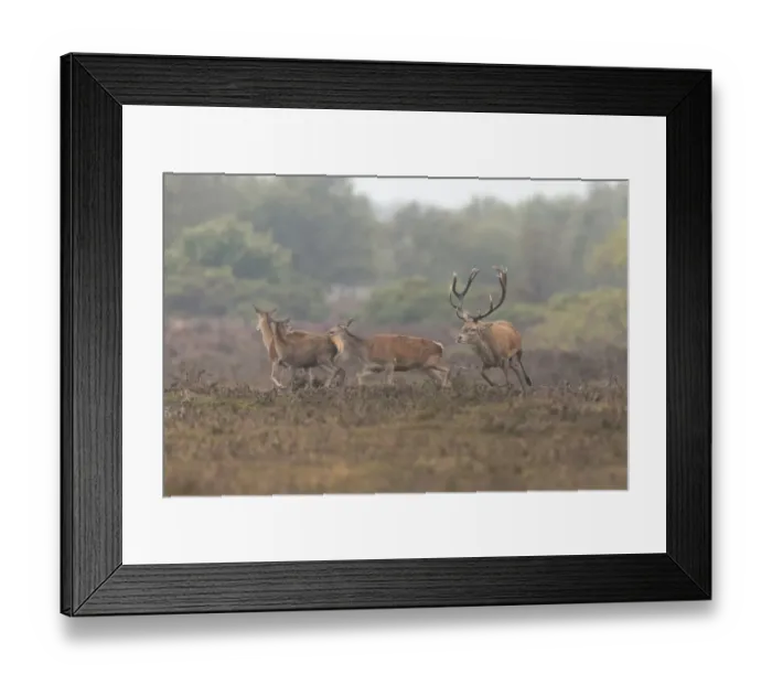 Framed Print : Red Deer (Cervus elaphus) mature stag, chasing hinds, running on heathland, during rutting season Framed Print : Red Deer (Cervus elaphus) mature stag, chasing hinds, running on heathland, during rutting season