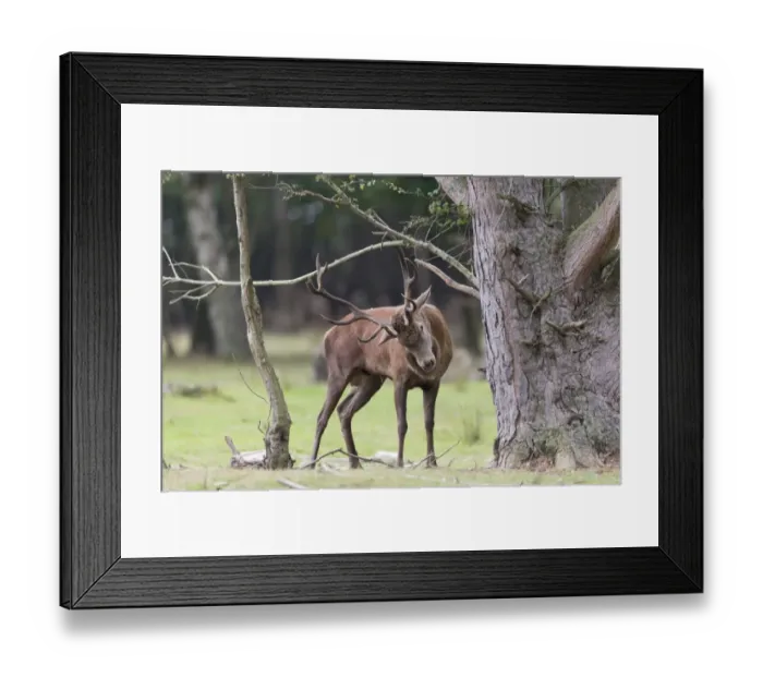 Framed Print : Red Deer (Cervus elaphus) mature stag, rubbing antlers on tree at woodland edge, during rutting season