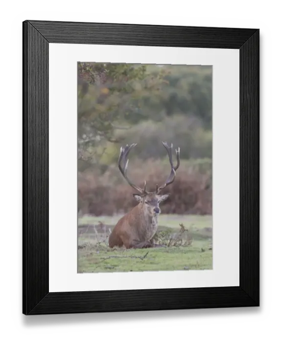 Framed Print : Red Deer (Cervus elaphus) mature stag, resting at woodland edge, during rutting season, Minsmere RSPB Reserve, Suffolk Framed Print : Red Deer (Cervus elaphus) mature stag, resting at woodland edge, during rutting season, Minsmere RSPB Reserve, Suffolk