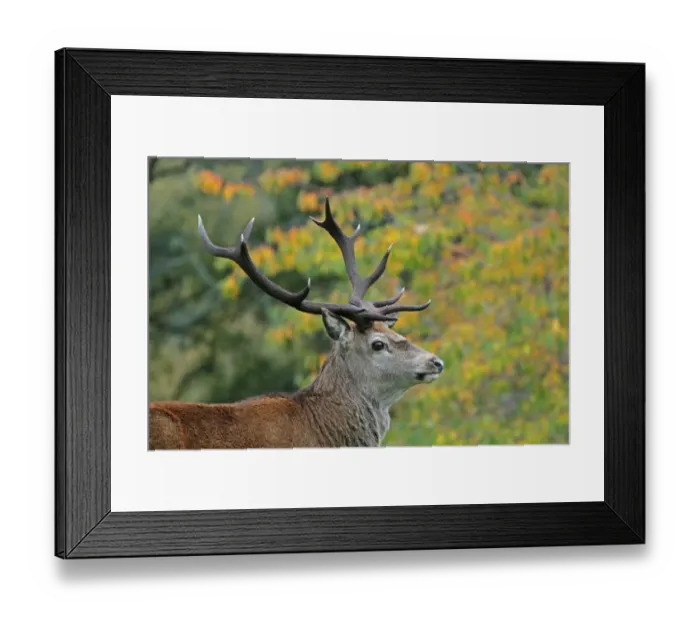 Framed Print : Red Deer (Cervus elaphus) Royal stag, close-up of head, Alladale Estate, Glen Alladale, Sutherland, Highlands Framed Print : Red Deer (Cervus elaphus) Royal stag, close-up of head, Alladale Estate, Glen Alladale, Sutherland, Highlands