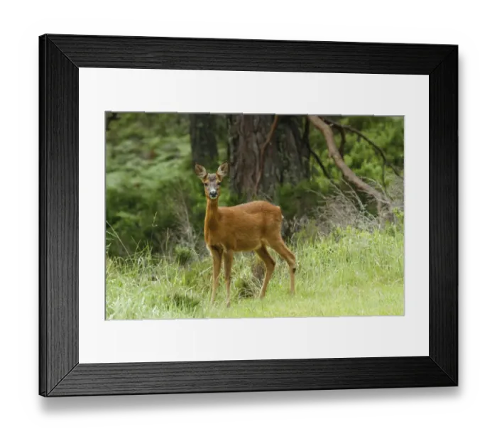 Framed Print : Western Roe Deer (Capreolus capreolus) yearling doe, standing in forest, Cairngorms N. P. Highlands, Scotland, July Framed Print : Western Roe Deer (Capreolus capreolus) yearling doe, standing in forest, Cairngorms N. P. Highlands, Scotland, July