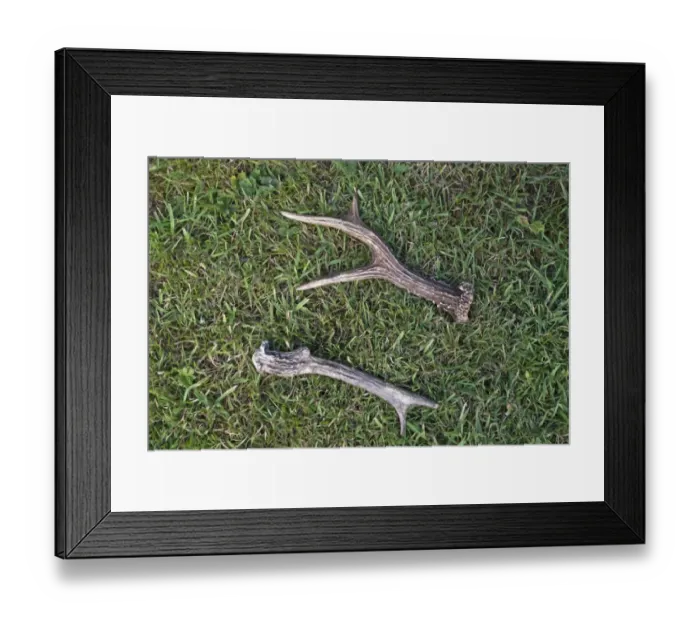 Framed Print : Western Roe Deer (Capreolus capreolus) shed antlers, Norfolk, England, July