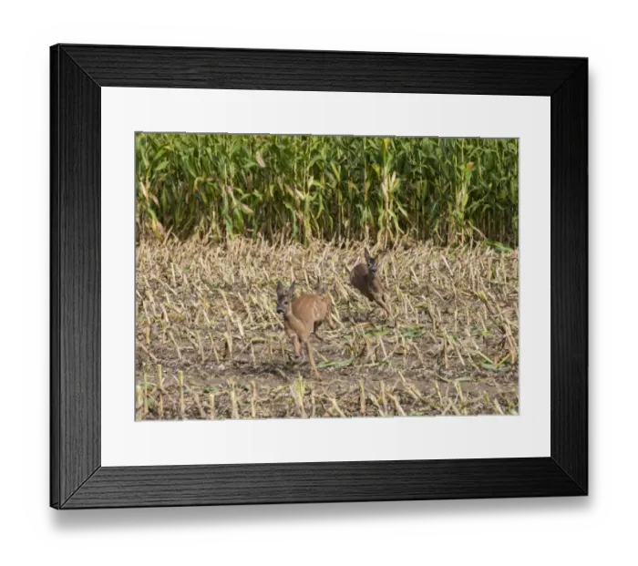 Framed Print : Western Roe Deer (Capreolus capreolus) two immatures, running in maize field during harvesting, Luze, Richelieu Framed Print : Western Roe Deer (Capreolus capreolus) two immatures, running in maize field during harvesting, Luze, Richelieu