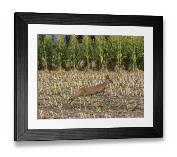Framed Print : Western Roe Deer (Capreolus capreolus) immature, running in maize field during harvesting, Luze, Richelieu Framed Print : Western Roe Deer (Capreolus capreolus) immature, running in maize field during harvesting, Luze, Richelieu
