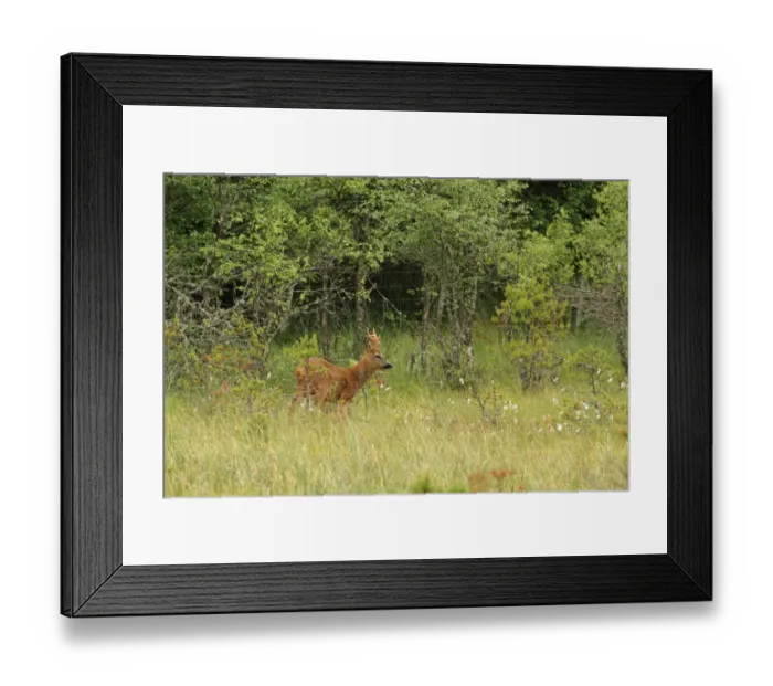 Framed Print : Western Roe Deer (Capreolus capreolus) buck, standing in forest bog near deer fence, Abernethy Forest, Strathspey Framed Print : Western Roe Deer (Capreolus capreolus) buck, standing in forest bog near deer fence, Abernethy Forest, Strathspey