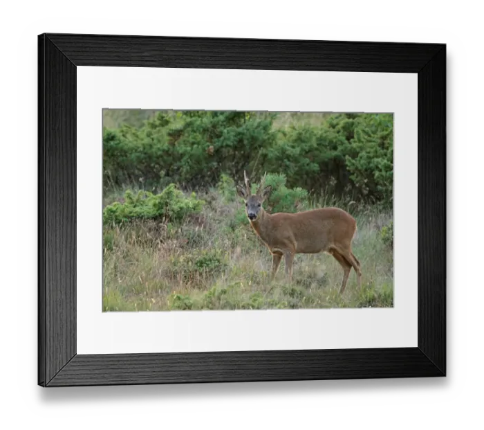 Framed Print : Western Roe Deer (Capreolus capreolus) buck, standing in forest clearing, Abernethy Forest, Strathspey, Cairngorms N. P