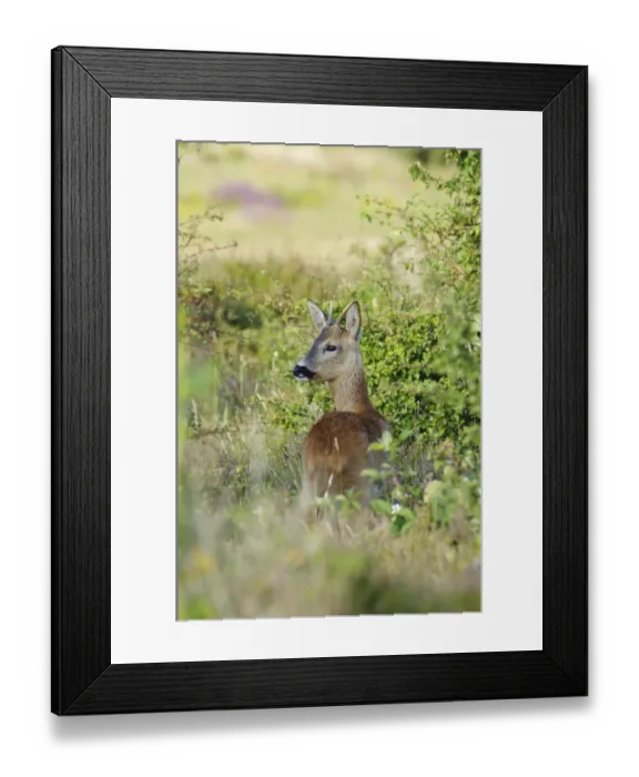 Framed Print : Western Roe Deer (Capreolus capreolus) young buck, looking over shoulder, standing in thicket, near Corfe Castle