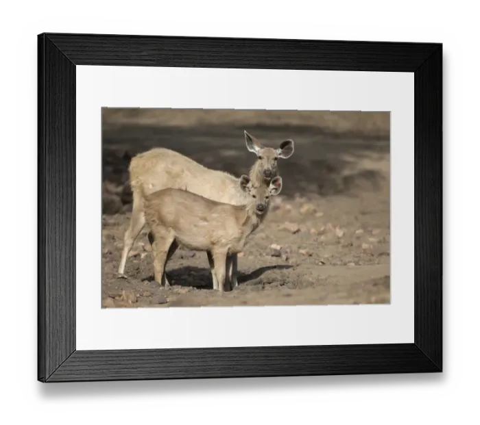 Framed Print : Sambar (Rusa unicolor) adult female and young, drinking at hole in drying waterhole, Ranthambore N. P