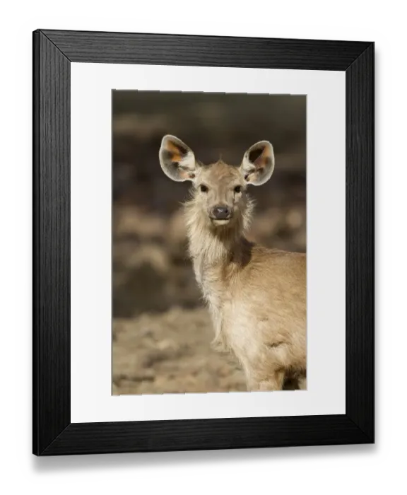 Framed Print : Sambar (Rusa unicolor) young, close-up of head and neck, Ranthambore N. P. Rajasthan, India, March Framed Print : Sambar (Rusa unicolor) young, close-up of head and neck, Ranthambore N. P. Rajasthan, India, March