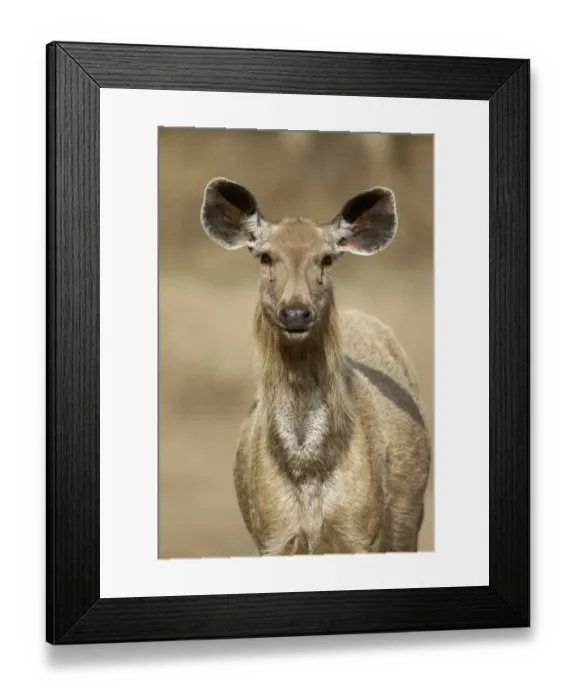 Framed Print : Sambar (Rusa unicolor) adult female, close-up of head and neck, Ranthambore N. P. Rajasthan, India, March Framed Print : Sambar (Rusa unicolor) adult female, close-up of head and neck, Ranthambore N. P. Rajasthan, India, March