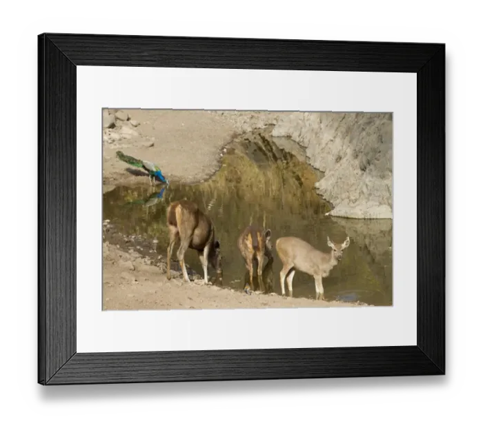 Framed Print : Sambar (Rusa unicolor) adult females and young, with Indian Peafowl (Pavo cristatus) adult male, drinking Framed Print : Sambar (Rusa unicolor) adult females and young, with Indian Peafowl (Pavo cristatus) adult male, drinking