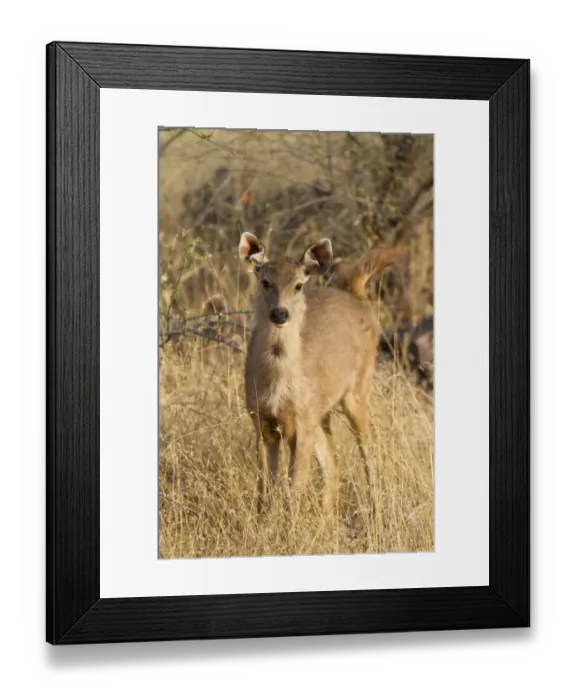 Framed Print : Sambar (Rusa unicolor) young, standing in grass, Ranthambore N. P. Rajasthan, India, March Framed Print : Sambar (Rusa unicolor) young, standing in grass, Ranthambore N. P. Rajasthan, India, March