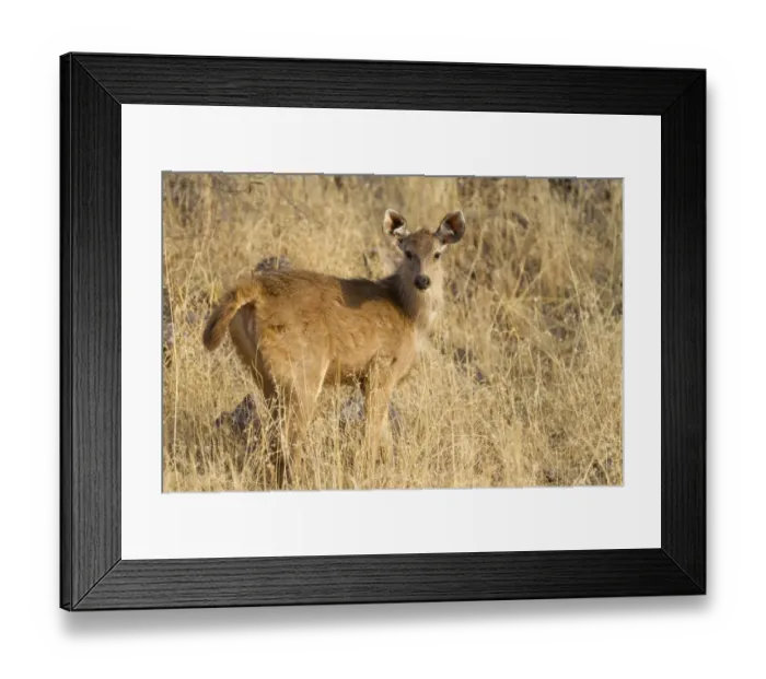 Framed Print : Sambar (Rusa unicolor) young, standing in grass, Ranthambore N. P. Rajasthan, India, March Framed Print : Sambar (Rusa unicolor) young, standing in grass, Ranthambore N. P. Rajasthan, India, March