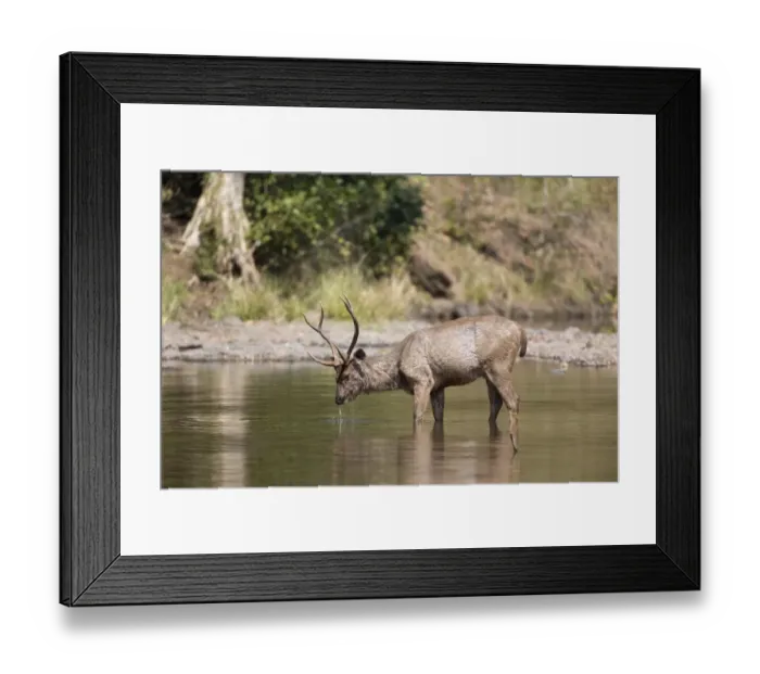 Framed Print : Sambar (Rusa unicolor) adult male, feeding on waterplants, standing in water, Kanha N. P. Madhya Pradesh, India, March Framed Print : Sambar (Rusa unicolor) adult male, feeding on waterplants, standing in water, Kanha N. P. Madhya Pradesh, India, March