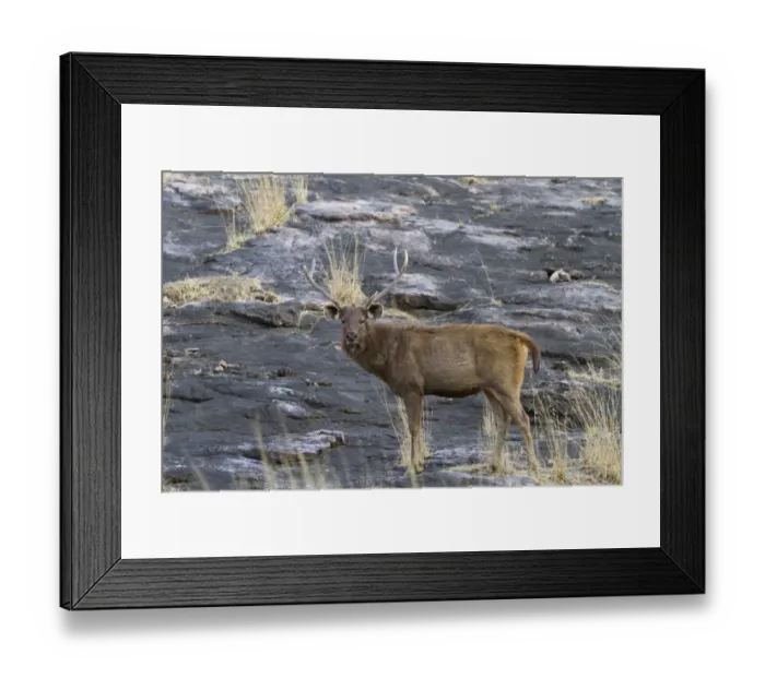 Framed Print : Sambar (Rusa unicolor) adult male, standing on rock, Ranthambore N. P. Rajasthan, India, March Framed Print : Sambar (Rusa unicolor) adult male, standing on rock, Ranthambore N. P. Rajasthan, India, March