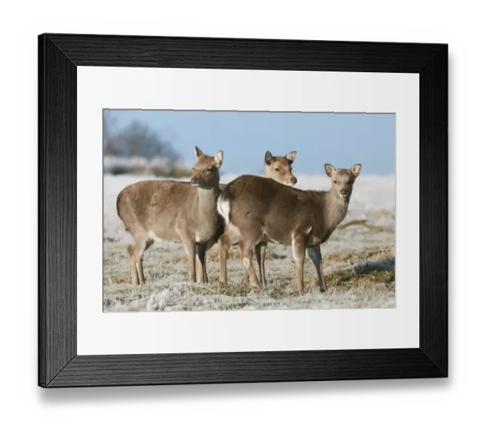 Framed Print : Sika Deer (Cervus nippon) introduced species, three hinds, winter coat, standing on frosty grass, Kent, England Framed Print : Sika Deer (Cervus nippon) introduced species, three hinds, winter coat, standing on frosty grass, Kent, England