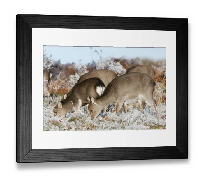 Framed Print : Sika Deer (Cervus nippon) introduced species, hinds, winter coat, group feeding on frosty grass, Kent, England, January Framed Print : Sika Deer (Cervus nippon) introduced species, hinds, winter coat, group feeding on frosty grass, Kent, England, January