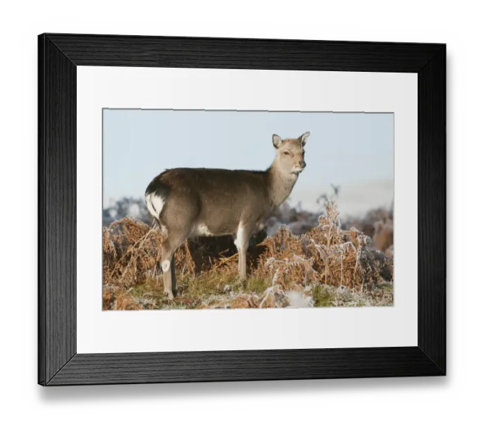 Framed Print : Sika Deer (Cervus nippon) introduced species, hind, winter coat, standing amongst frosty bracken, Kent, England