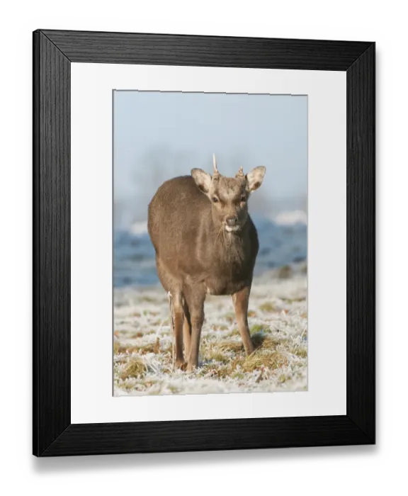 Framed Print : Sika Deer (Cervus nippon) introduced species, stag, winter coat, feeding on frosty grass, Kent, England, January Framed Print : Sika Deer (Cervus nippon) introduced species, stag, winter coat, feeding on frosty grass, Kent, England, January
