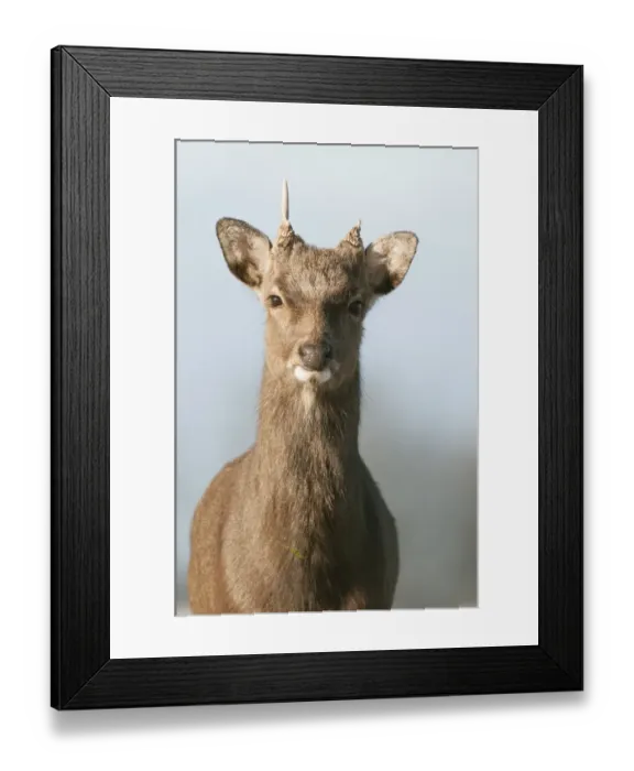 Framed Print : Sika Deer (Cervus nippon) introduced species, stag, winter coat, close-up of head, Kent, England, January Framed Print : Sika Deer (Cervus nippon) introduced species, stag, winter coat, close-up of head, Kent, England, January