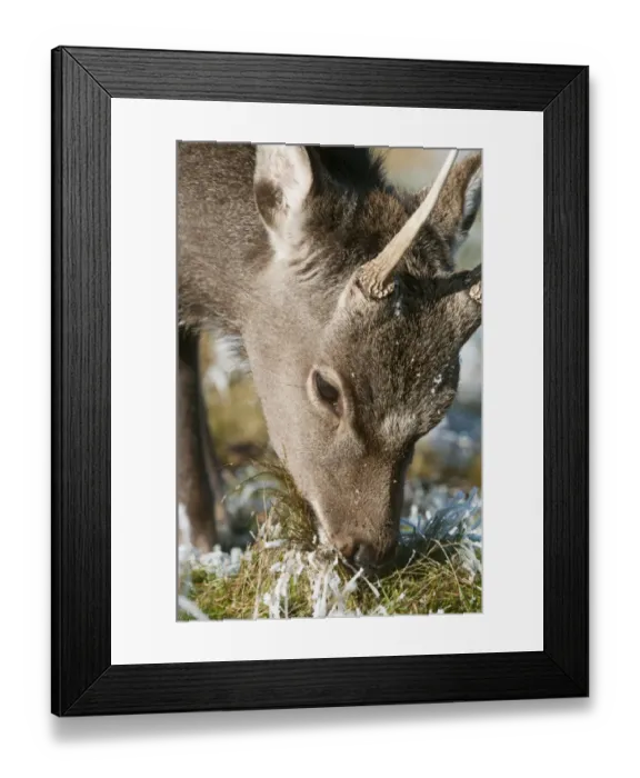 Framed Print : Sika Deer (Cervus nippon) introduced species, stag, winter coat, close-up of head, feeding on frosty grass, Kent Framed Print : Sika Deer (Cervus nippon) introduced species, stag, winter coat, close-up of head, feeding on frosty grass, Kent