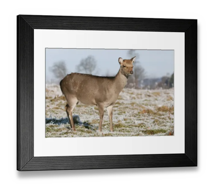 Framed Print : Sika Deer (Cervus nippon) introduced species, hind, winter coat, standing on frosty grass, Kent, England, January Framed Print : Sika Deer (Cervus nippon) introduced species, hind, winter coat, standing on frosty grass, Kent, England, January