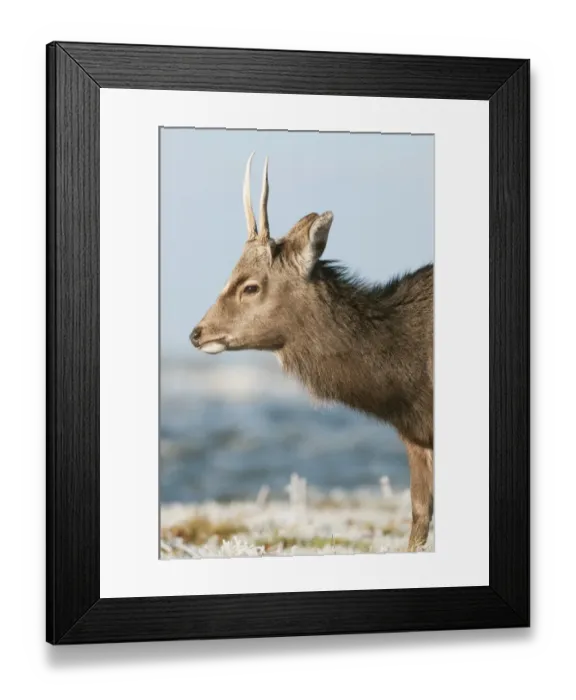 Framed Print : Sika Deer (Cervus nippon) introduced species, stag, winter coat, close-up of head, in frost, Kent, England, January Framed Print : Sika Deer (Cervus nippon) introduced species, stag, winter coat, close-up of head, in frost, Kent, England, January