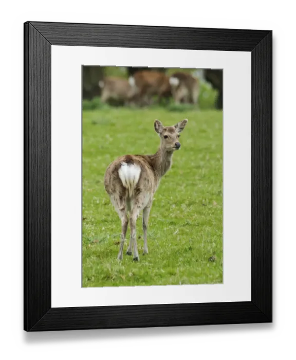 Framed Print : Sika Deer (Cervus nippon) introduced species, young hind, standing in field, Arne RSPB Reserve, Dorset, England, May Framed Print : Sika Deer (Cervus nippon) introduced species, young hind, standing in field, Arne RSPB Reserve, Dorset, England, May