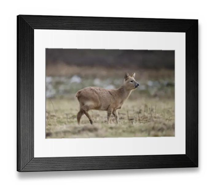 Framed Print : Chinese Water Deer (Hydropotes inermis) introduced species, adult male, standing on grass, Bedfordshire, England Framed Print : Chinese Water Deer (Hydropotes inermis) introduced species, adult male, standing on grass, Bedfordshire, England