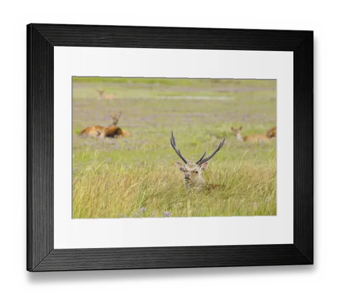 Framed Print : Sika Deer (Cervus nippon) introduced species, stag, resting in long grass, with hinds in background, Arne RSPB Reserve Framed Print : Sika Deer (Cervus nippon) introduced species, stag, resting in long grass, with hinds in background, Arne RSPB Reserve