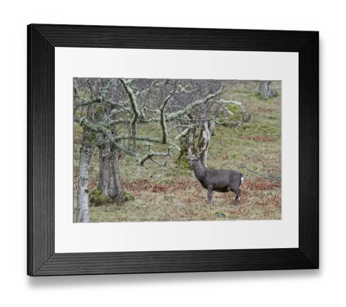 Framed Print : Sika Deer (Cervus nippon) introduced species, stag, standing in woodland, Glen Tarff, Inverness-shire, Highlands Framed Print : Sika Deer (Cervus nippon) introduced species, stag, standing in woodland, Glen Tarff, Inverness-shire, Highlands