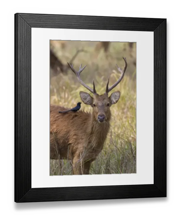 Framed Print : Swamp Deer (Rucervus duvaucelii branderi) hard-ground form, adult male, with Black Drongo (Dicrurus macrocercus) adult Framed Print : Swamp Deer (Rucervus duvaucelii branderi) hard-ground form, adult male, with Black Drongo (Dicrurus macrocercus) adult
