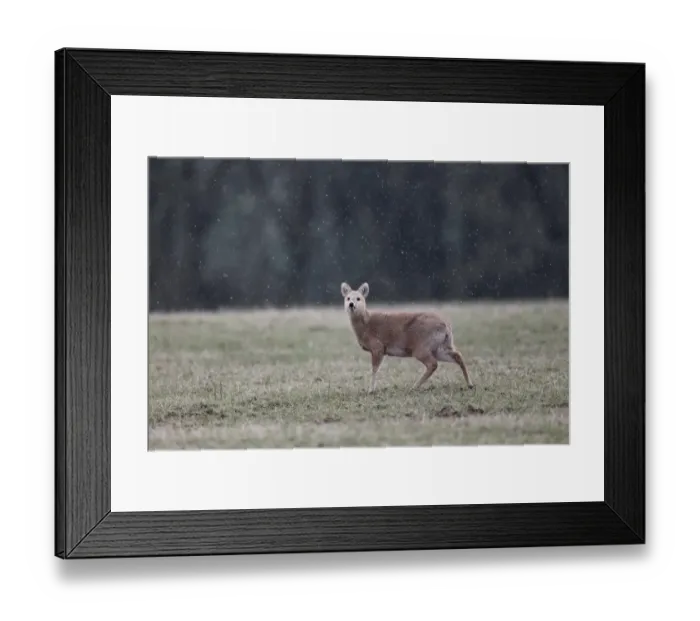 Framed Print : Chinese Water Deer (Hydropotes inermis) introduced species, adult female, standing on grass during snowfall