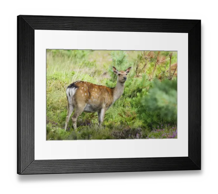 Framed Print : Sika Deer (Cervus nippon) introduced species, hind, standing in heather and bracken, Arne RSPB Reserve, Dorset